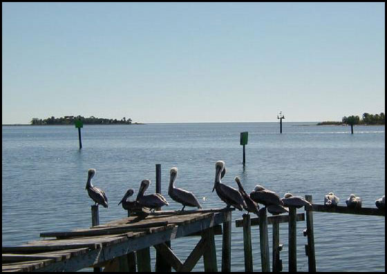 pelicans on dock - horseshoe beach, florida